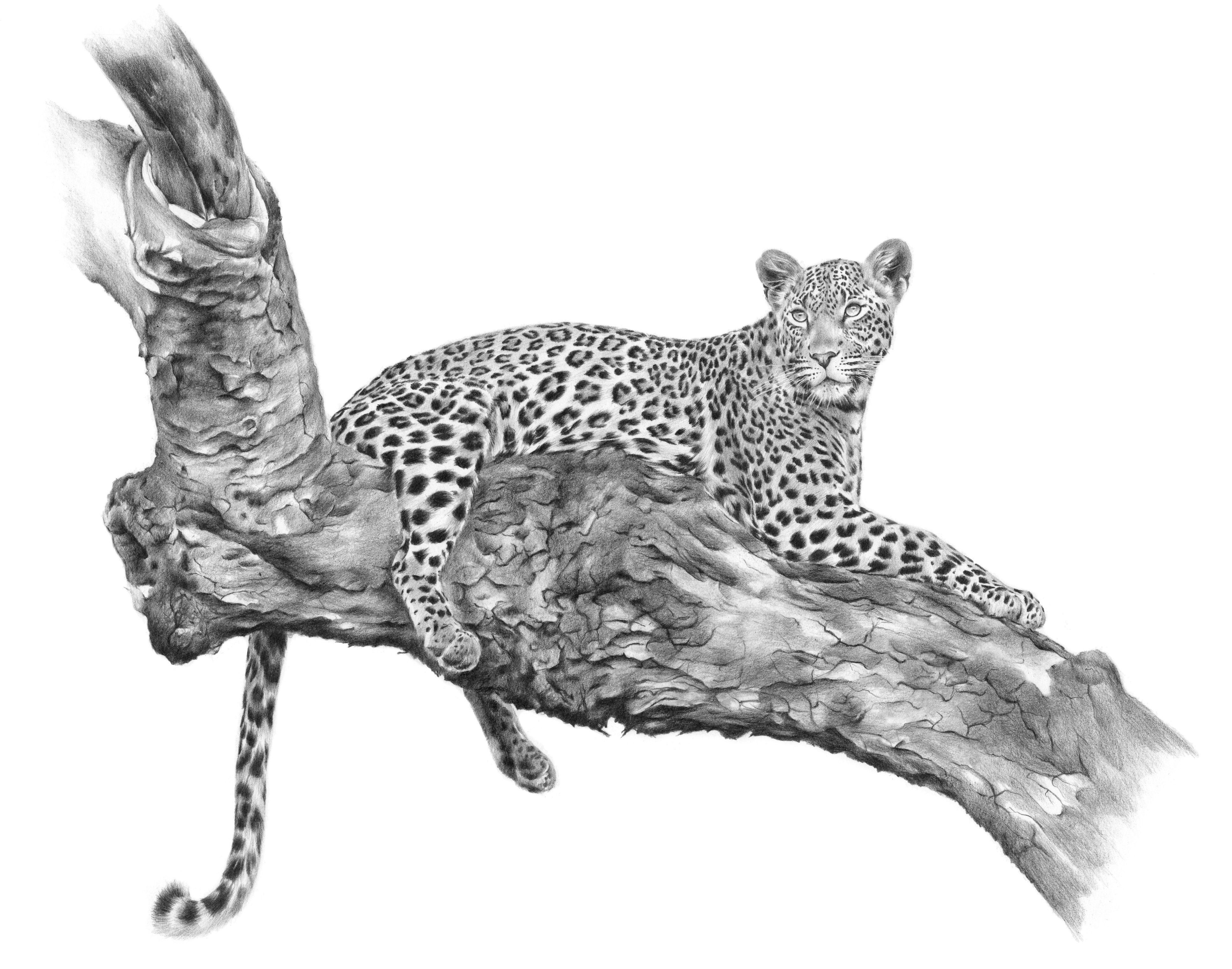Karyn Wiggill - Leopard_s Ledge
